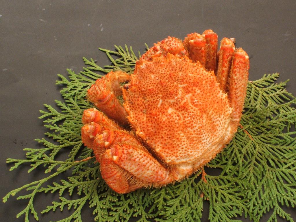 ボイル毛蟹 約500g×1尾