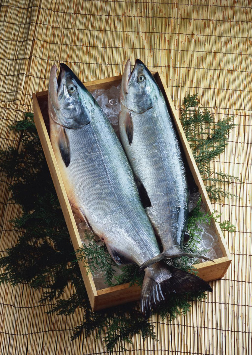 鮭山漬 約2.5kg1尾 2切パック[発泡入]