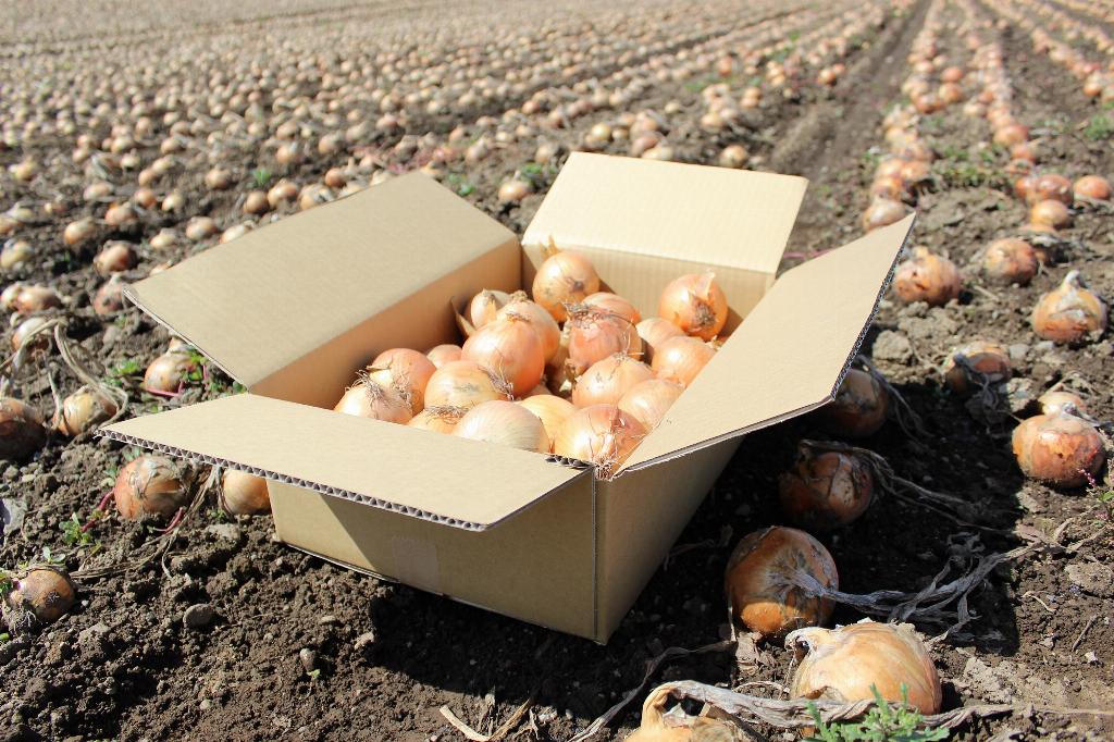 10月限定・数量限定　玉ねぎ　5kg　送料込